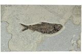 Huge, Fossil Fish (Knightia) - Green River Formation #189616-1